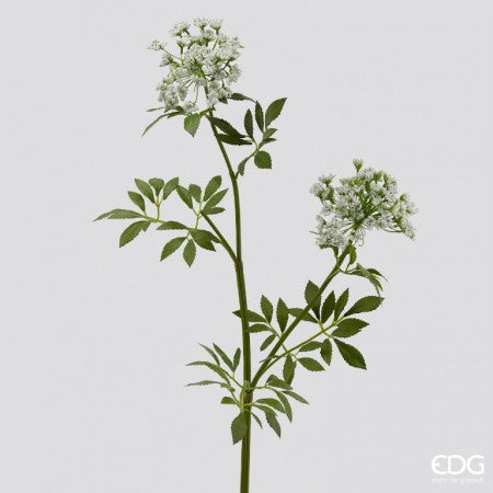 Ramo daucus carota duke H 81 cm - EDG