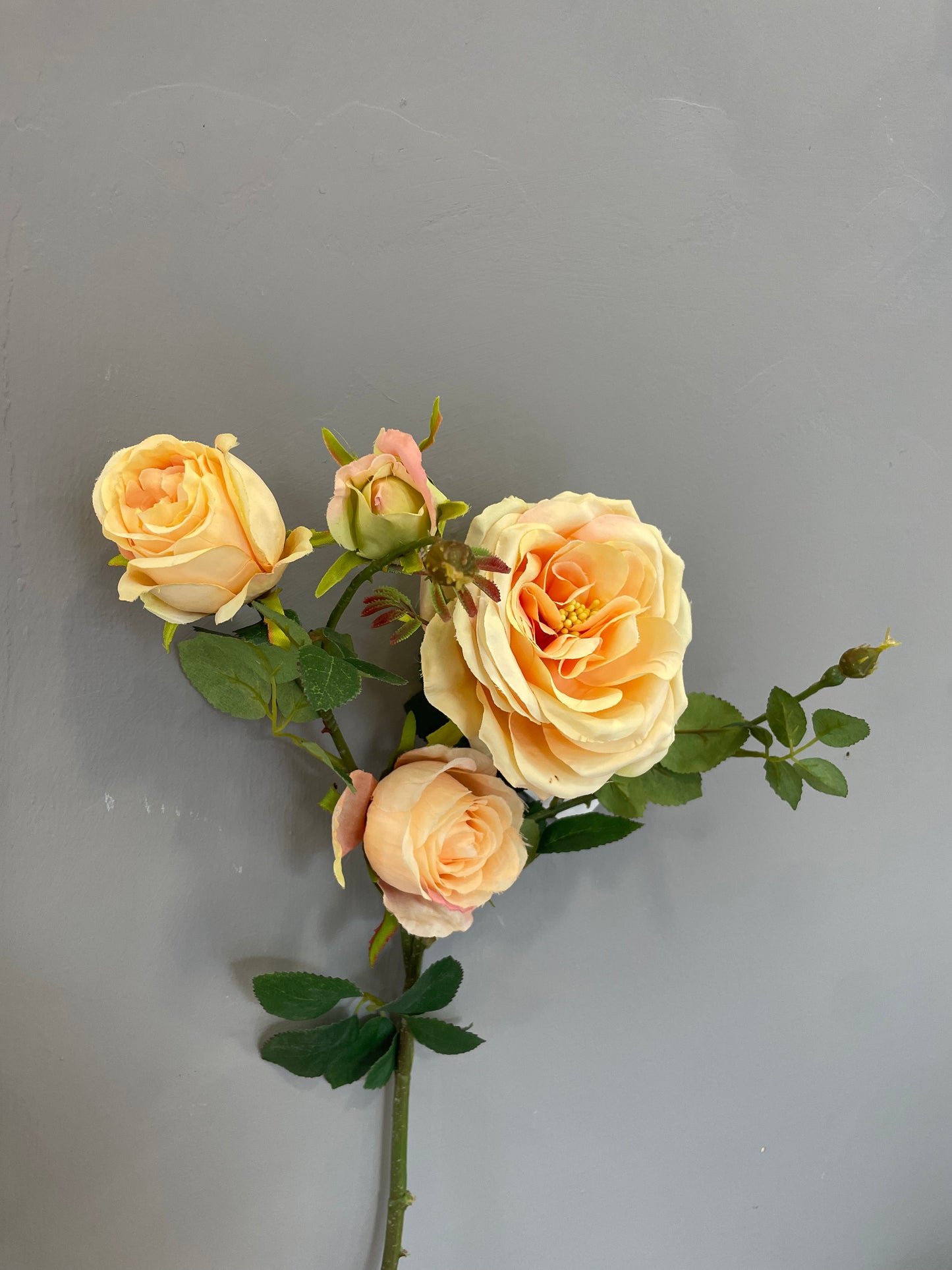 Rosa inglese mazzx3 giallo/pesco H57 - EDG