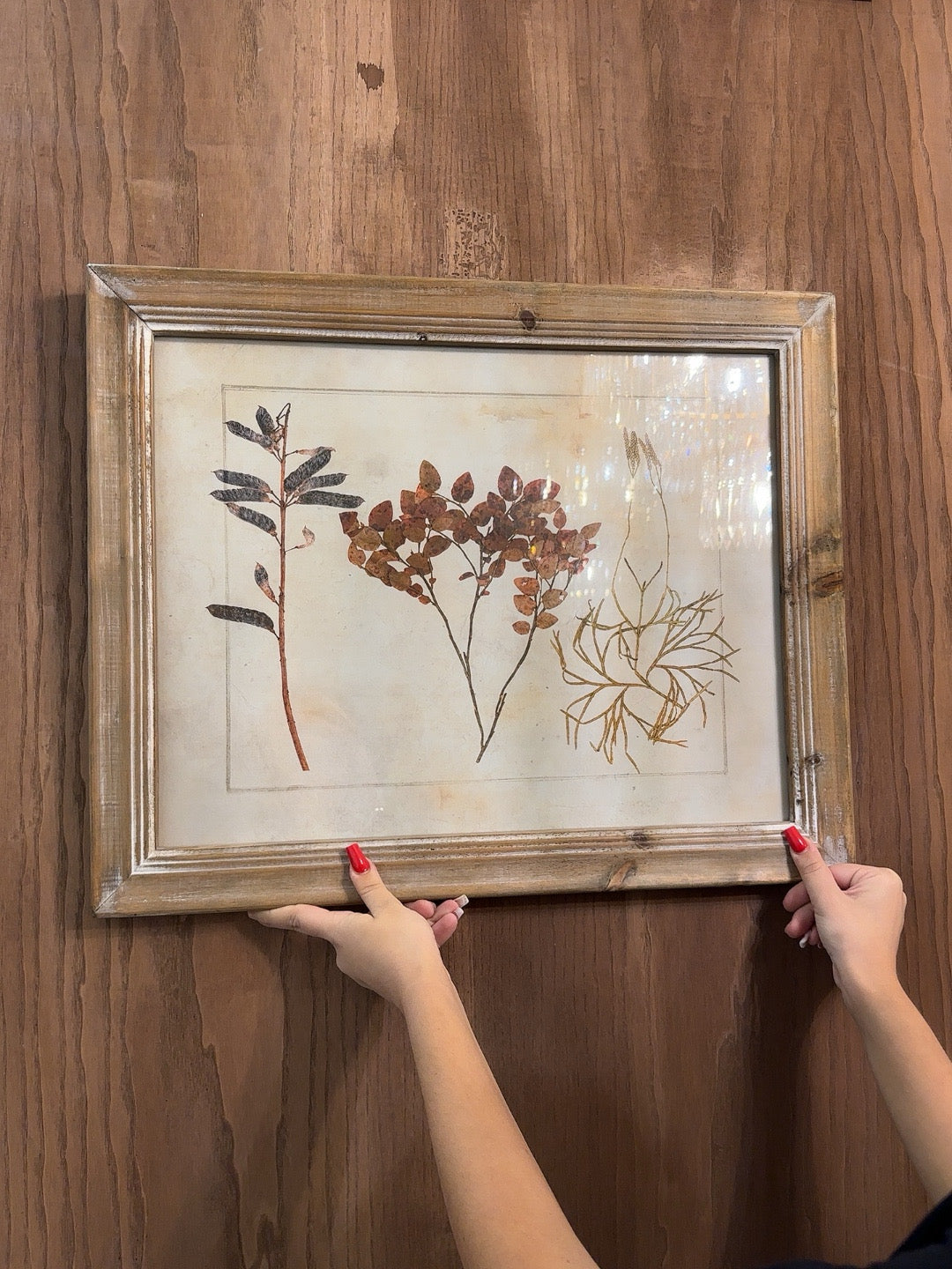 Quadro con stampa di antichi erbari ass. 56x46 - Blanc Maricló