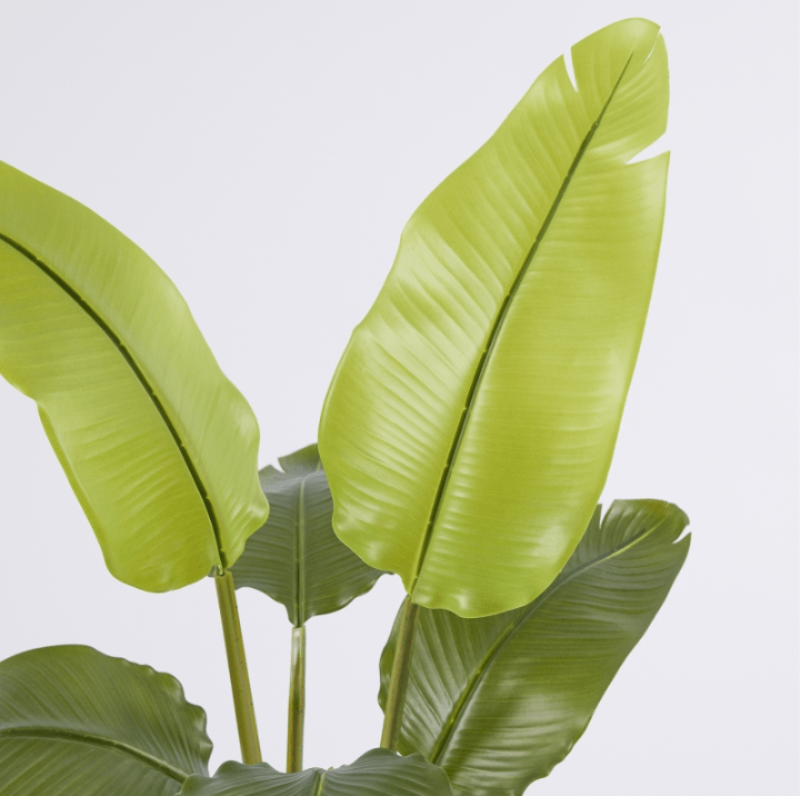 Banano con vaso H90 - EDG