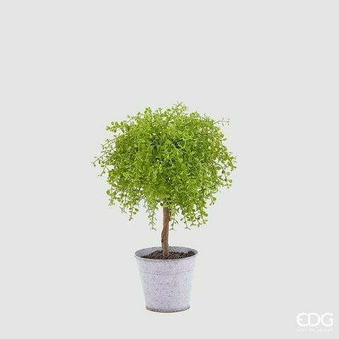 Pianta "Soleirolia" Con Vaso -EDG