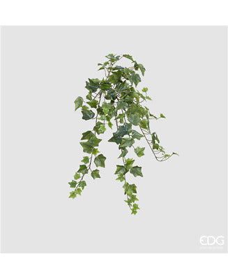 EDG - Edera Bell Cadente X144 H71