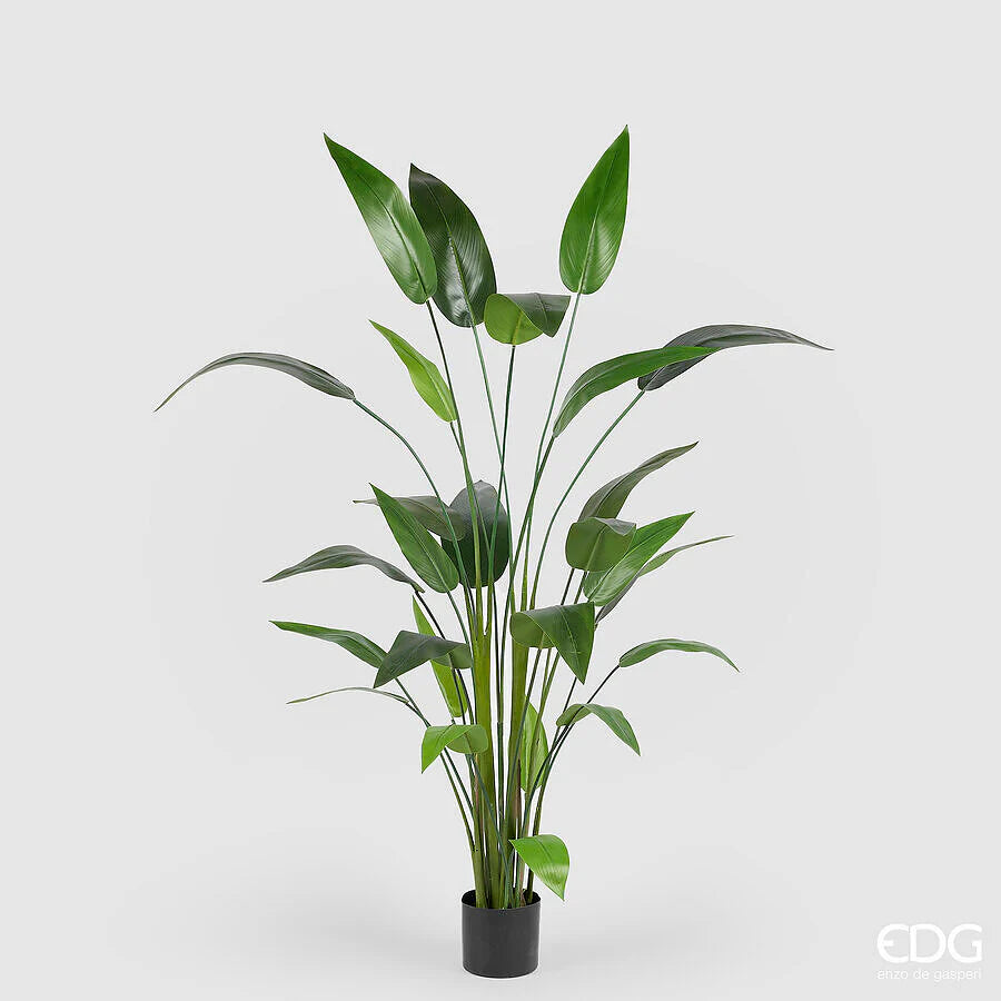 Sterlitzia x26 con vaso H184 - EDG