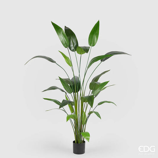 Sterlitzia x26 con vaso H184 - EDG