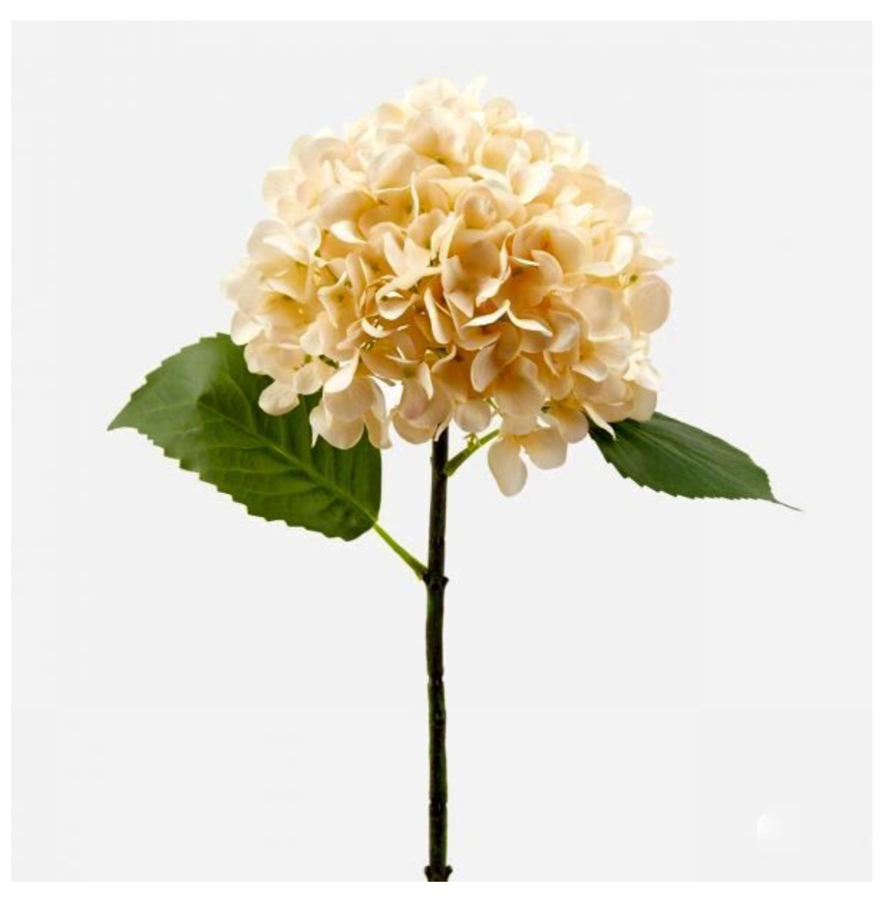 Ortensia OLIS ramo avorio h48 - EDG