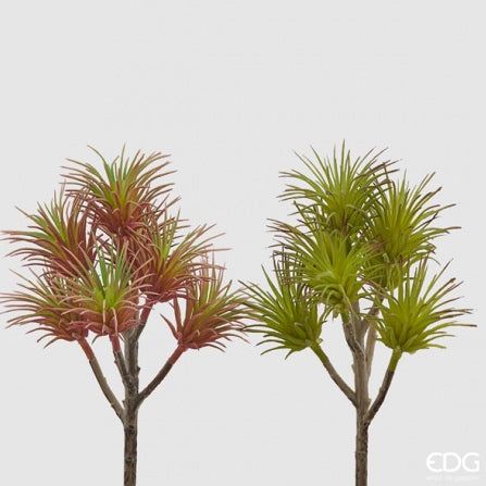 Echeveria Bell 2 ass. h.20 - EDG