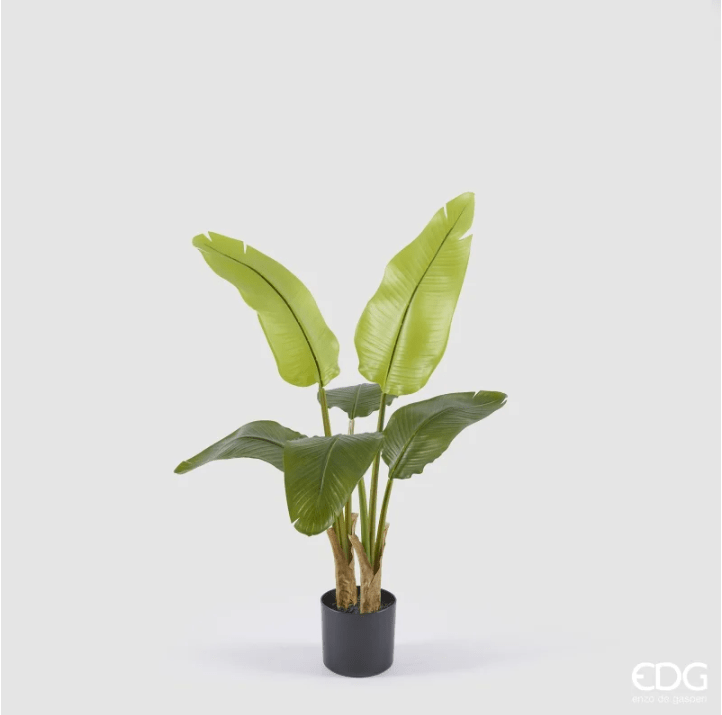 Banano con vaso H90 - EDG