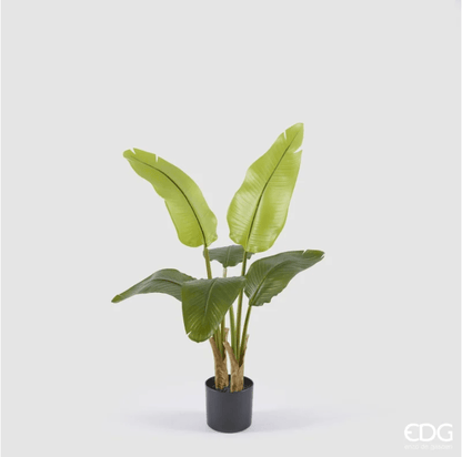 Banano con vaso H90 - EDG