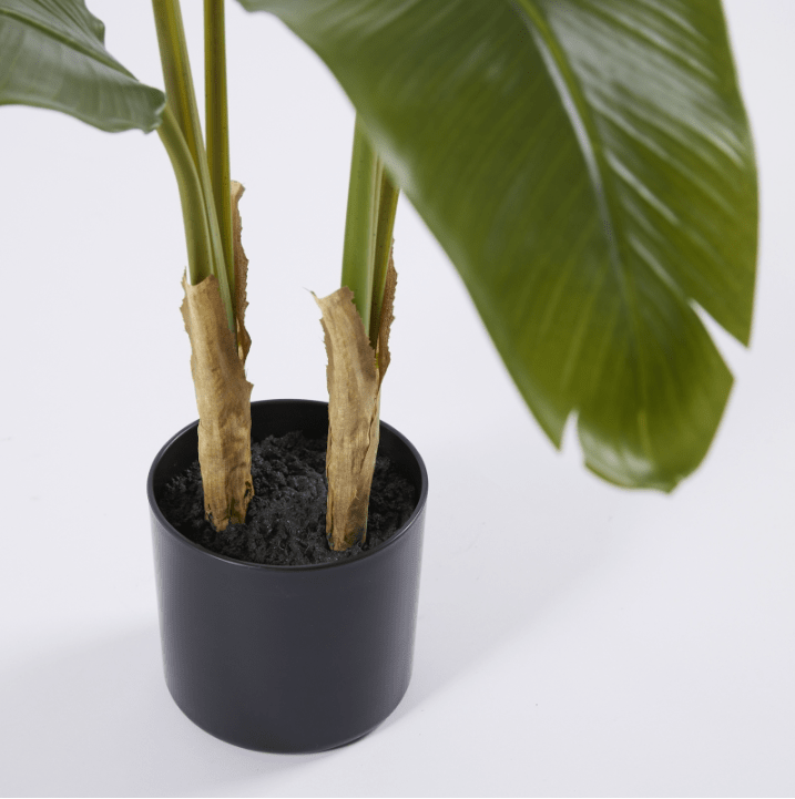 Banano con vaso H90 - EDG