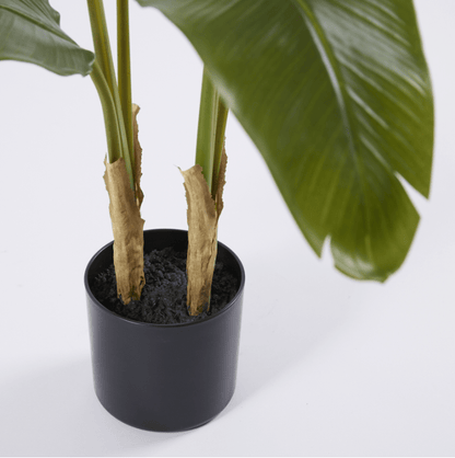 Banano con vaso H90 - EDG