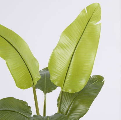 Banano con vaso H90 - EDG