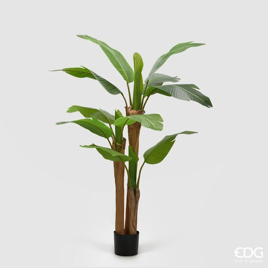 Banano con vaso H150 - EDG