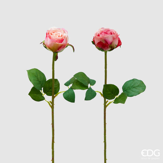 Rosa bocciolo sfumata ass. H45  - EDG